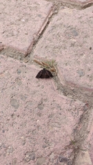 Anastrus sempiternus sempiternus