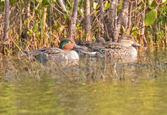 Anas crecca carolinensis