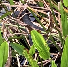 Nerodia fasciata pictiventris