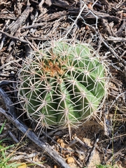 Melocactus curvispinus