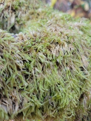 Homalothecium fulgescens