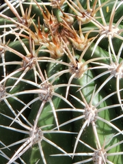 Melocactus curvispinus