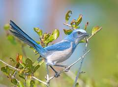 Aphelocoma coerulescens