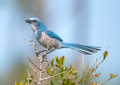 Aphelocoma coerulescens