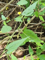 Abutilon viscosum
