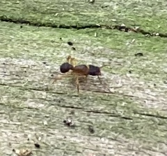 Cyphomyrmex minutus
