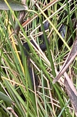 Nerodia fasciata pictiventris