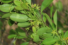 Vincetoxicum carnosum