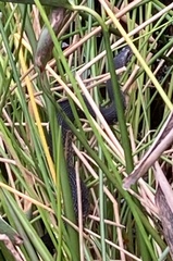 Nerodia fasciata pictiventris