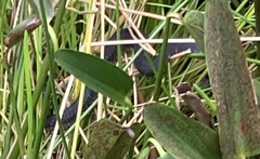 Nerodia fasciata pictiventris