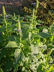 Salvia hispanica