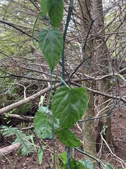 Cissus verticillata