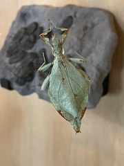 Phylliini