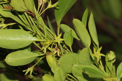 Vincetoxicum carnosum