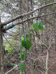 Cissus verticillata