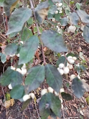 Symphoricarpos albus