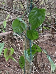 Cissus verticillata