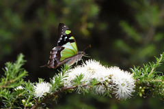 Graphium macleayanus
