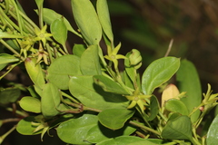 Vincetoxicum carnosum