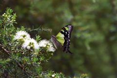 Graphium macleayanus
