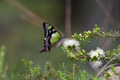 Graphium macleayanus