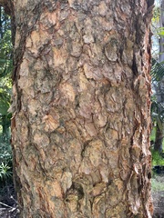 Corymbia watsoniana