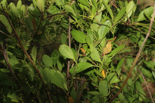 Image of Vincetoxicum carnosum by (c) Greg Tasney, some rights reserved (CC BY-SA)