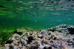 Atherinosoma microstoma