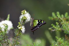 Graphium macleayanus