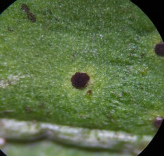 Puccinia taraxaci