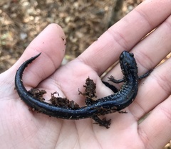 Plethodon chlorobryonis