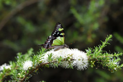 Graphium macleayanus
