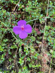 Tibouchina