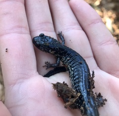 Plethodon chlorobryonis
