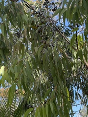 Corymbia watsoniana
