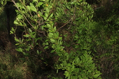 Vincetoxicum carnosum