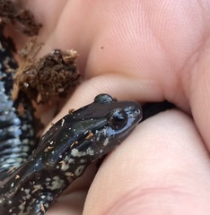 Plethodon chlorobryonis