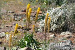 Bulbinella latifolia