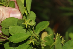 Vincetoxicum carnosum