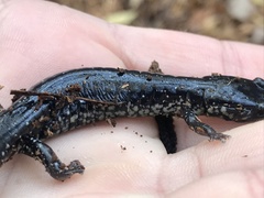 Plethodon chlorobryonis