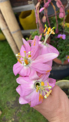 Passiflora tarminiana