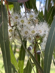 Corymbia watsoniana