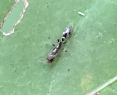 Pseudomyrmex oculatus