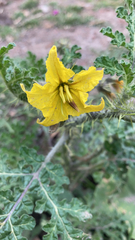 Solanum rostratum