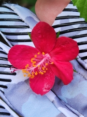 Hibiscus phoeniceus