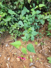 Hibiscus phoeniceus