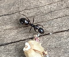 Camponotus sexguttatus