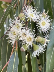 Corymbia watsoniana