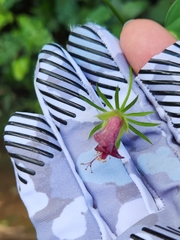 Hibiscus phoeniceus