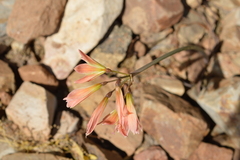 Zephyranthes advena